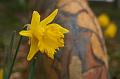 Daffodil, Cloudehill Gardens IMG_6519